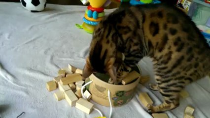 Bengal Cat Rumble Playing with Baby Blocks