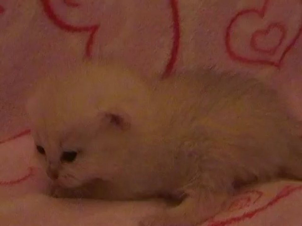 Iris des Rêves du Sud