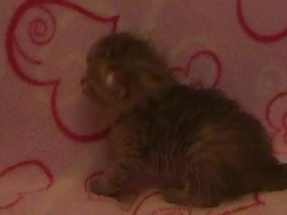 Ira des Rêves du Sud