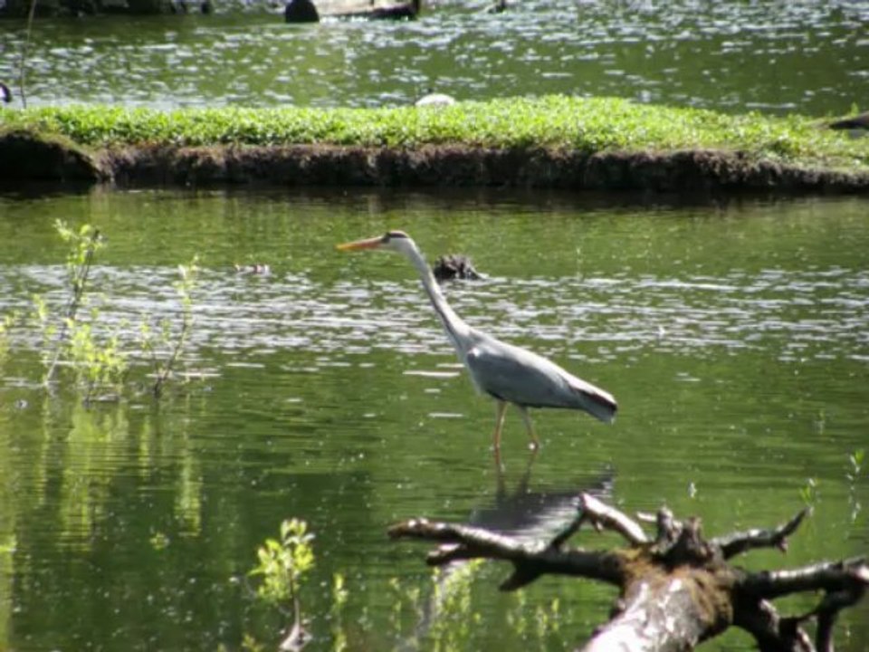 Vögel - reiher - ardeidae - herons