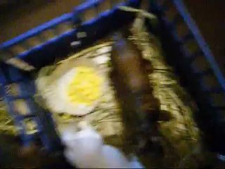 centre equestre les blaches (schleich)