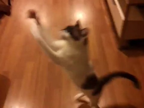 Cat playing fetch SMACKS into wall!!!