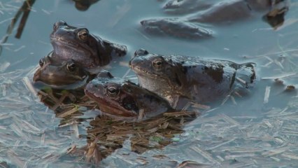 Jungle d'eau douce : Les amphibiens