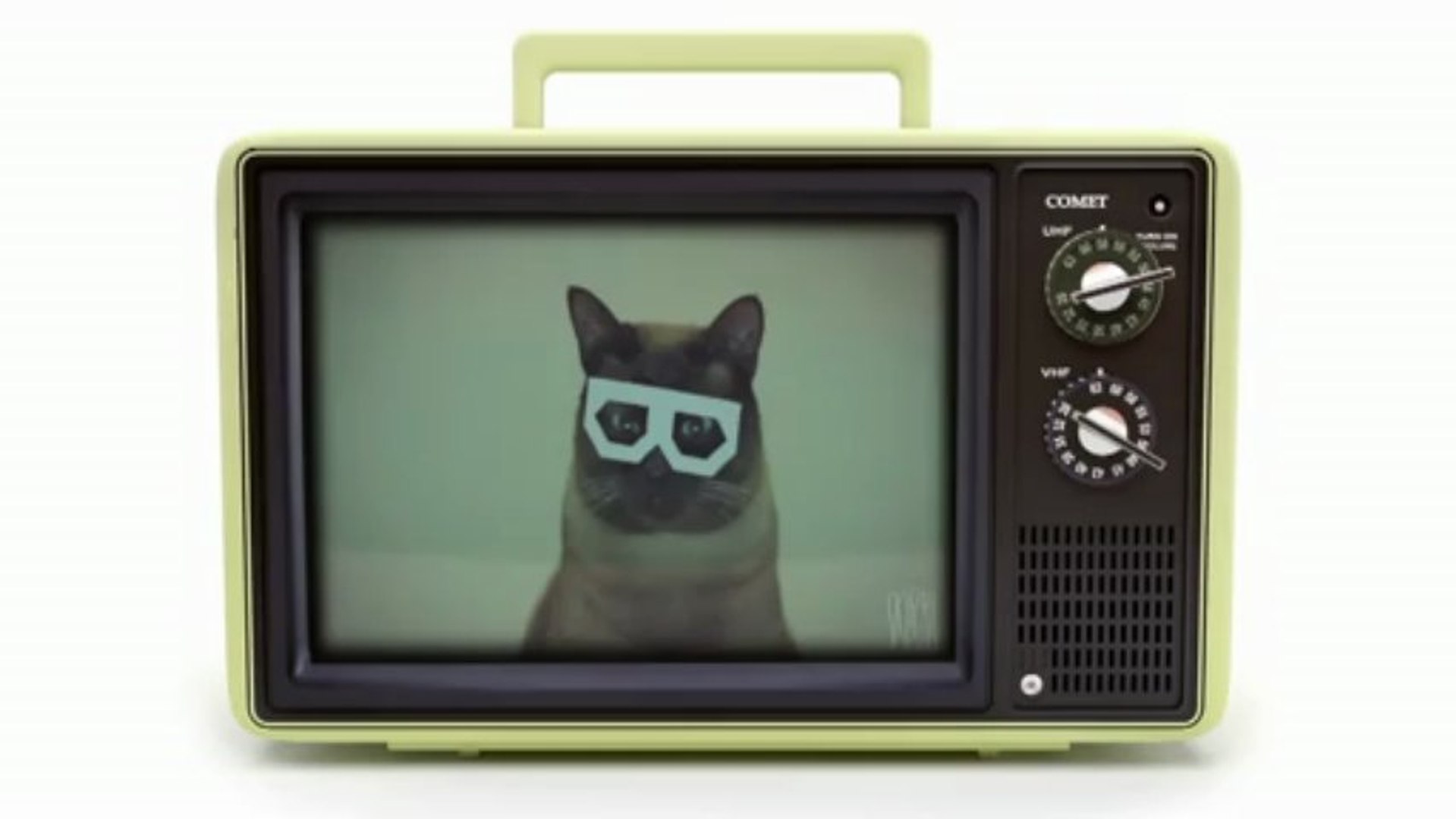 ⁣Parrots watching Dubstep Cat
