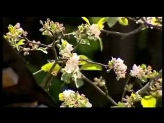 Abdullah Karaman - Ana Gibi Yar Olmaz