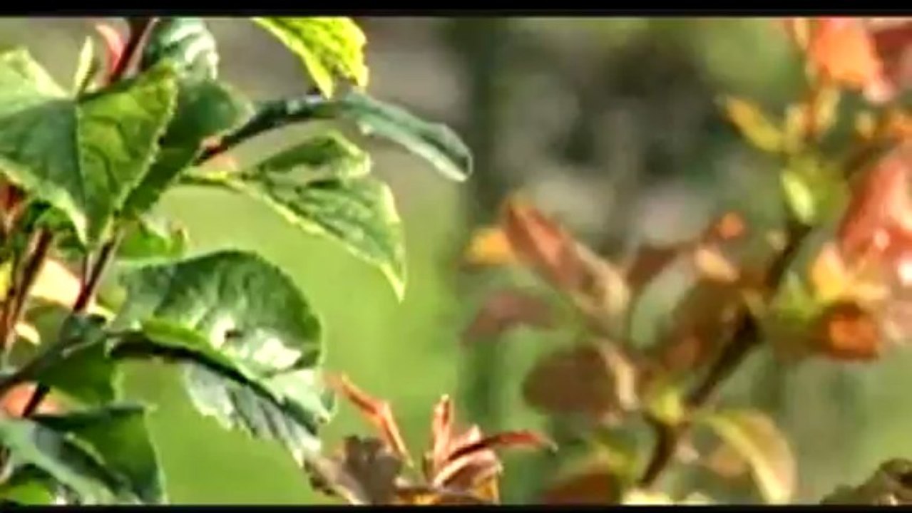 Sait Uçar - Yeşimim