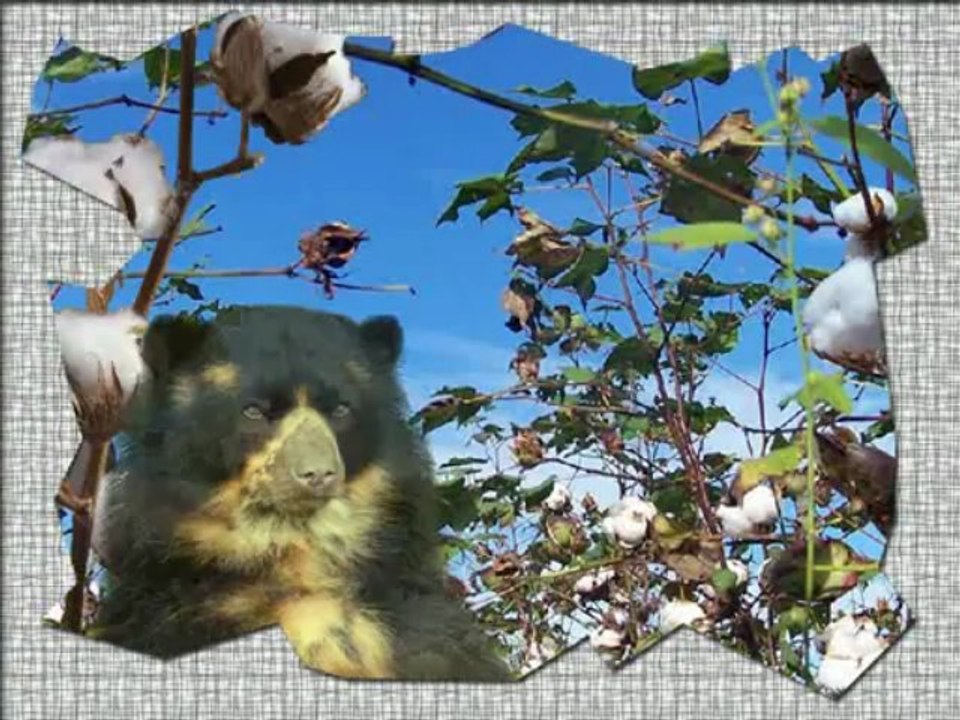 les_ours_WMV V9