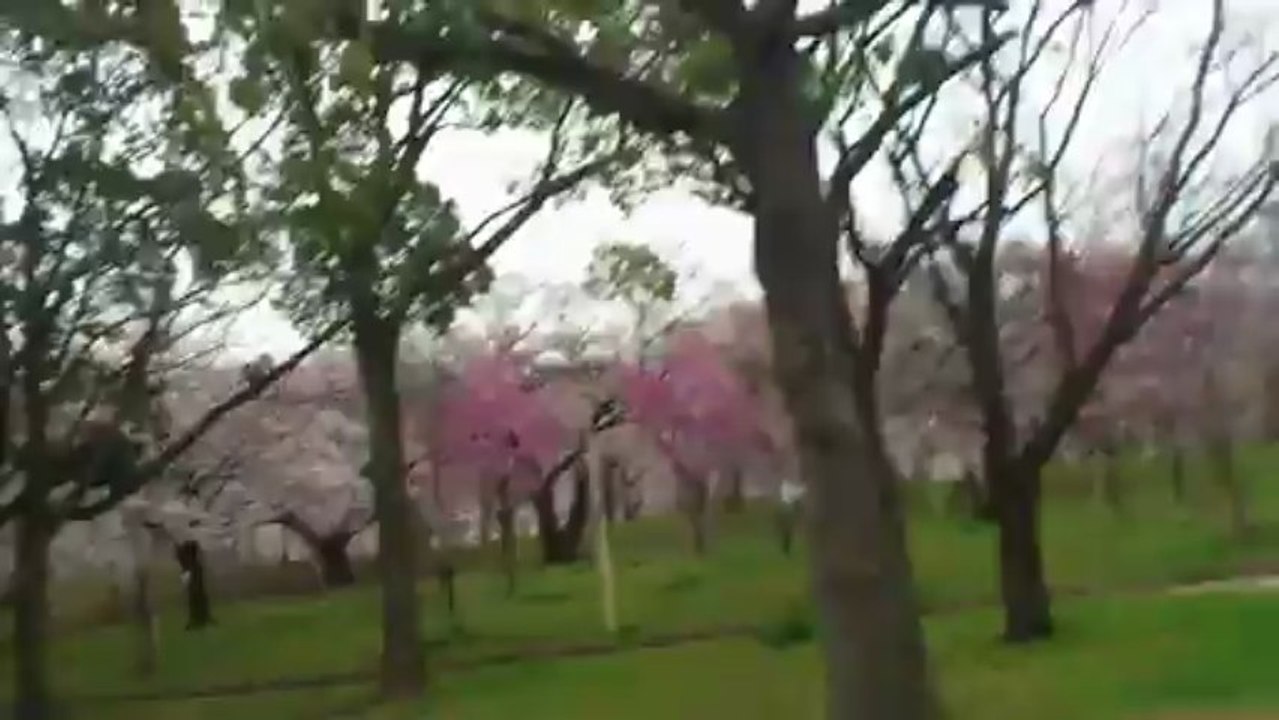 2013-03-29  桜ノ宮～毛馬