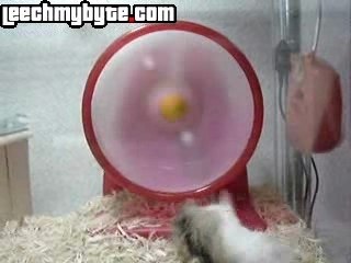 HAMSTER QUI TOURNE PAS ROND