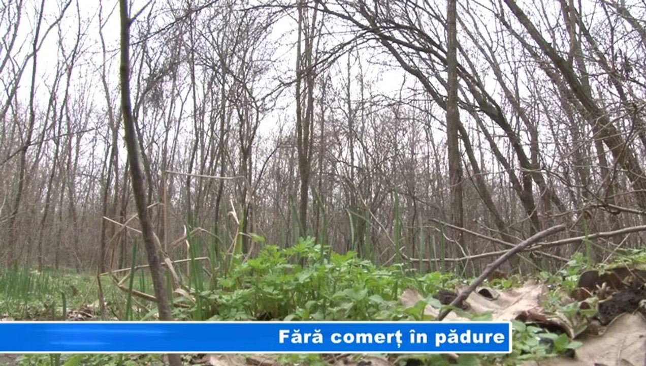 Fara comert in padure