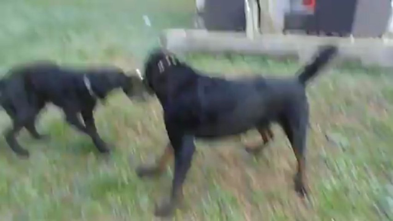 Mes 2 chiens COWBOY é BLISS ki se dispute le ballon