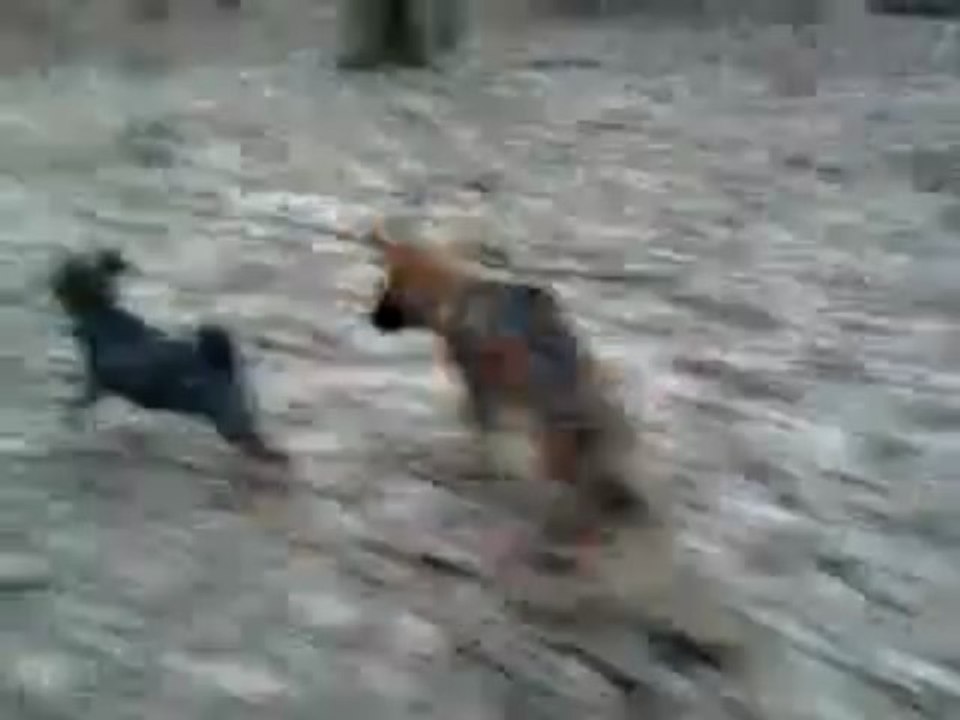 Haltesse et Max en forêt