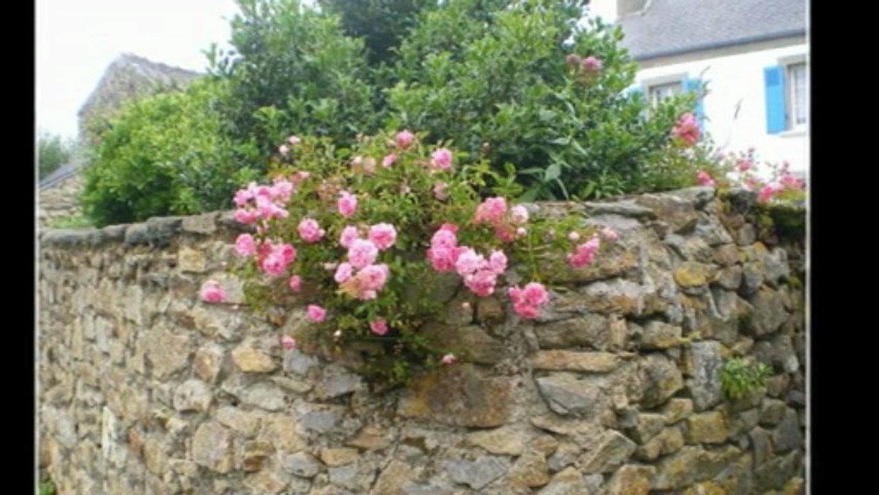 Les roses d'Ouessant.