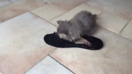 ISLANDE et la pantoufle