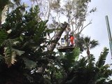 Napoli - Al via il taglio degli alberi malati in villa comunale 2 (28.03.13)