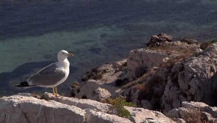 Marius Gandolfi, le gabian de Pierre Meynadier