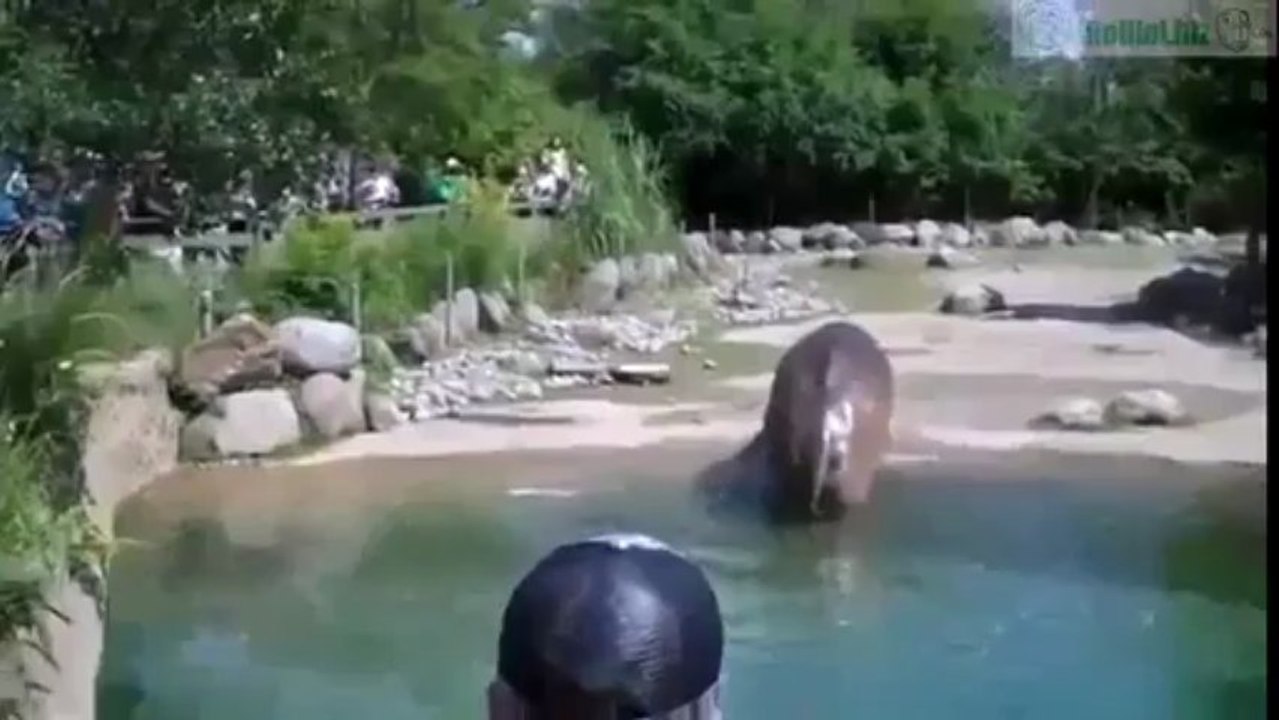 Nilpferd muss furzen