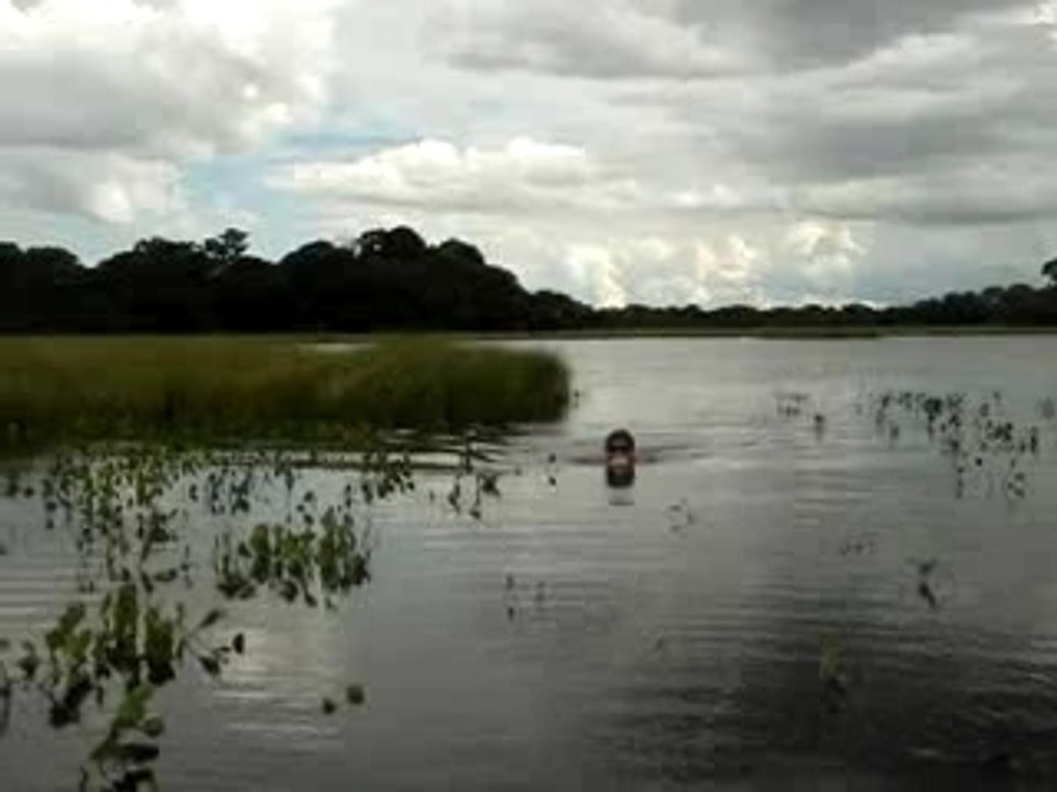 lac piranhas&crocos