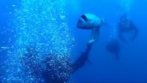 Wreck diving on Zenobia, Larnaka Cyprus - Short version