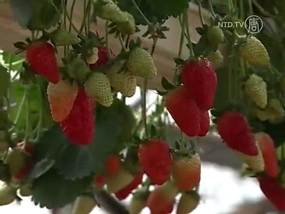 New Kinds of Strawberries Debut in Israel