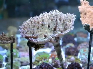 BOURSE AUX POISSONS Aquarium Vivarois 11 MARS 2012