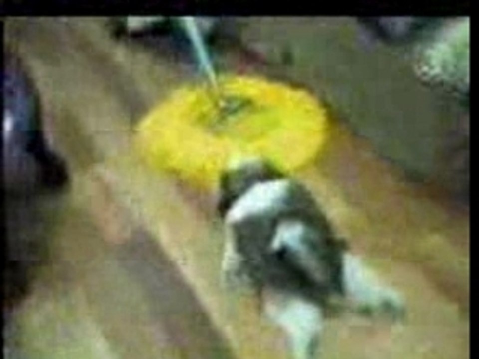 chien serpiere