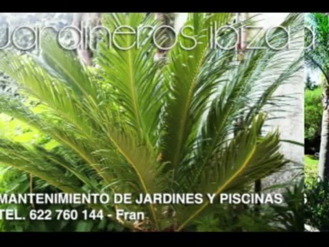jardineros Ibiza Jardineria Ibiza