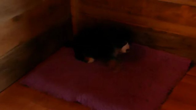 29 mars bébé turquoise et bébé rouge (Iyak et Izzia)