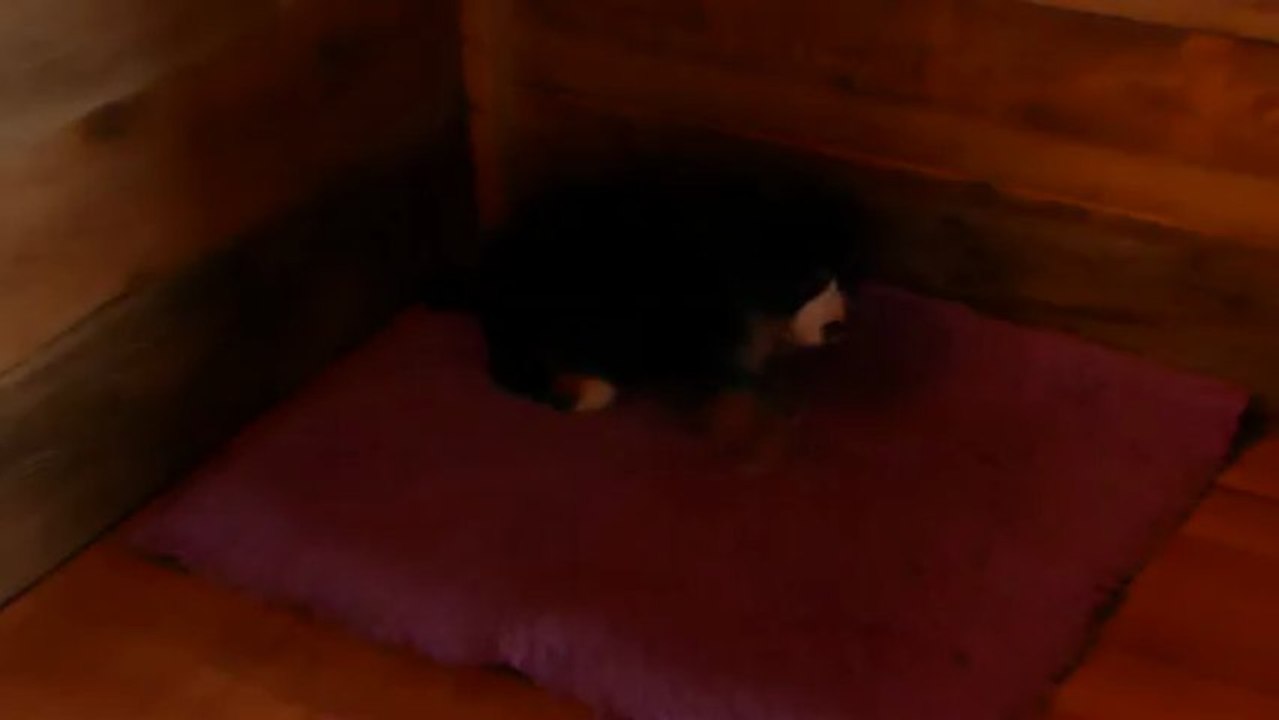 29 mars bébé turquoise et bébé rouge (Iyak et Izzia)