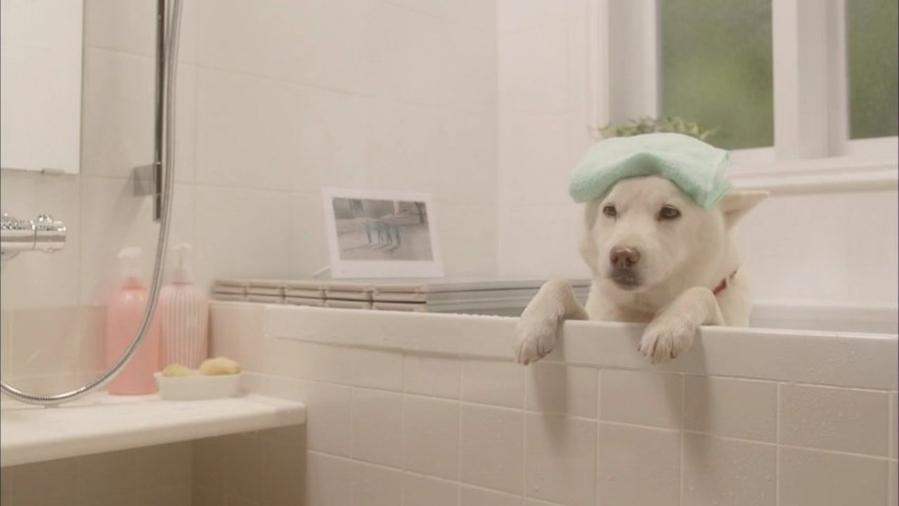 #softbank #gakuwari #aya ueto #shirato family #golden bomber #atsuko maeda #akb48 #mobile phones #jpop #cool #funny