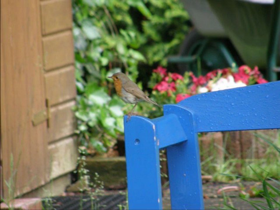 Vögel - rotkehlchen - erithacus rubecula - european robin