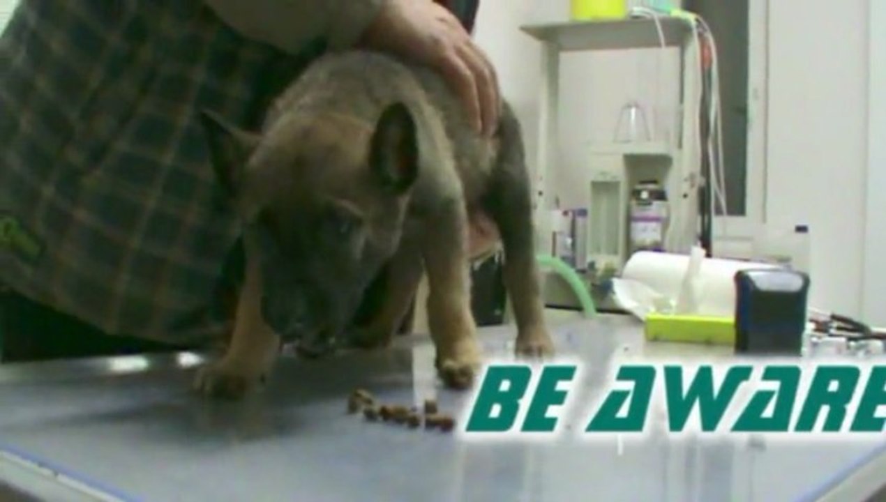 Be Aware FLASH @ Vet