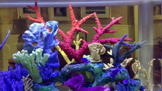 Jacksonville, Florida. Aquatic Care, Fish Tanks 904-588-2700 Jacksonville, FL. Fish tanks,