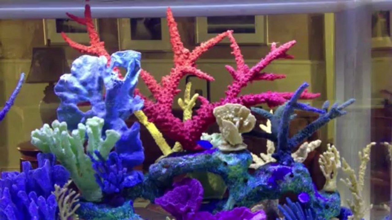 Jacksonville, Florida. Aquatic Care,  Fish Tanks 904-588-2700 Jacksonville, FL. Fish tanks,