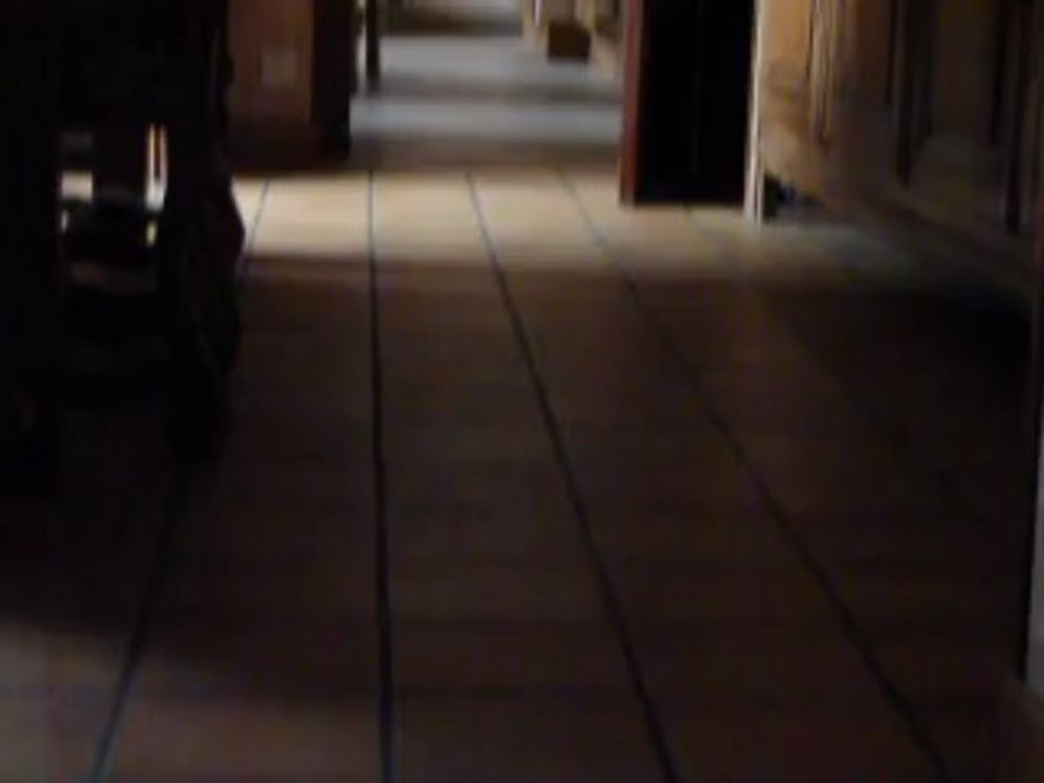 Helwen 9 mois Jack Russel