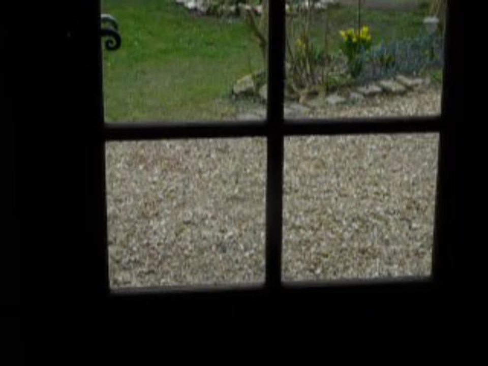 Helwen Jack Russel 9 mois