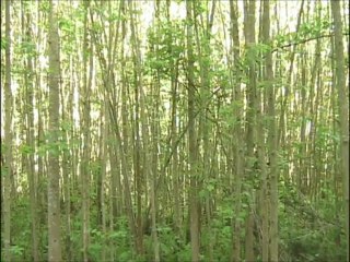 Dans les arbres, les oiseaux