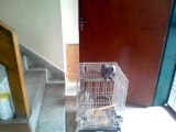 4 months Old African Gray Parrot Chick .. Flight Training