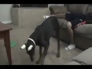 Cão morde o dono na "zona"