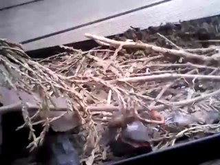 tegenaire repas 2 suite