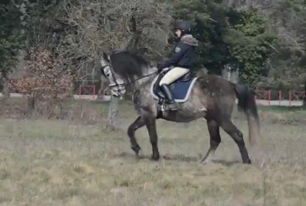 Galop à gauche, décontracter d'abord le corps de Joc puis réussir à s'asseoir dans la selle