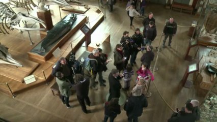 Massacre à la tronçonneuse d'une défense d'éléphant au Muséum