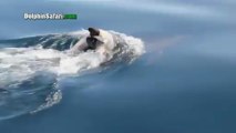 Dolphin mourns her baby bottlenose