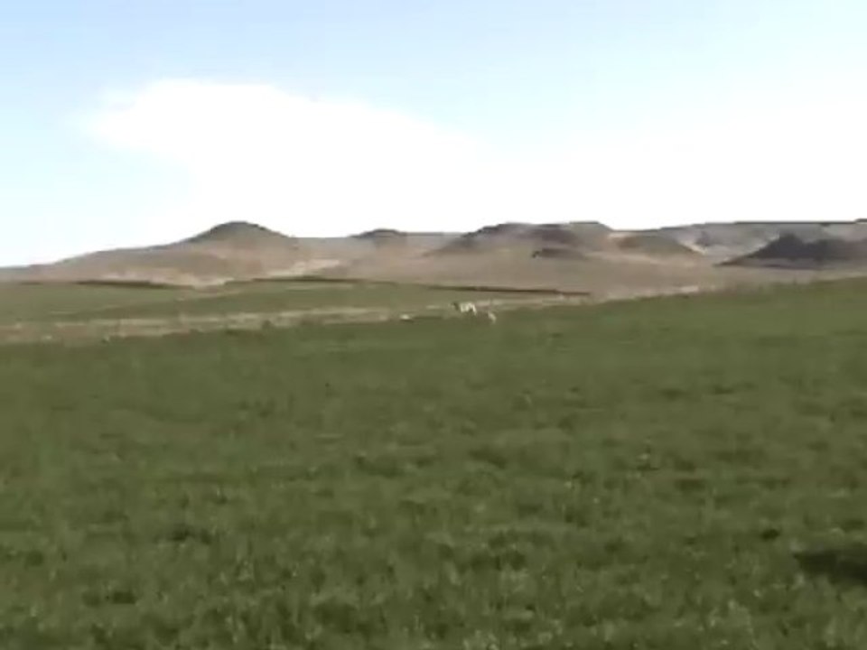 ETO & ARAGON ÇİLE FERMA