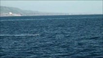 Breaching Gray Whale