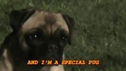 The Pug That Couldn't Run Irish Ditty