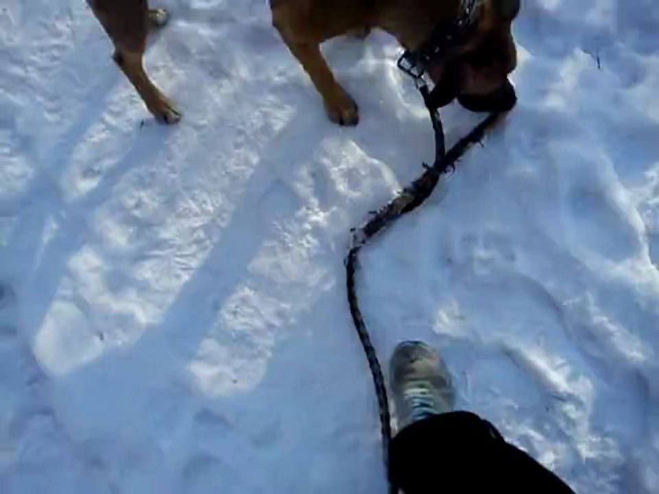 Amy Boxer Mix Dog - Suhl Germany