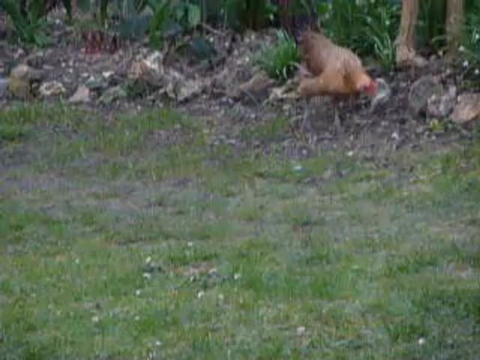 Dame poule en Pâques