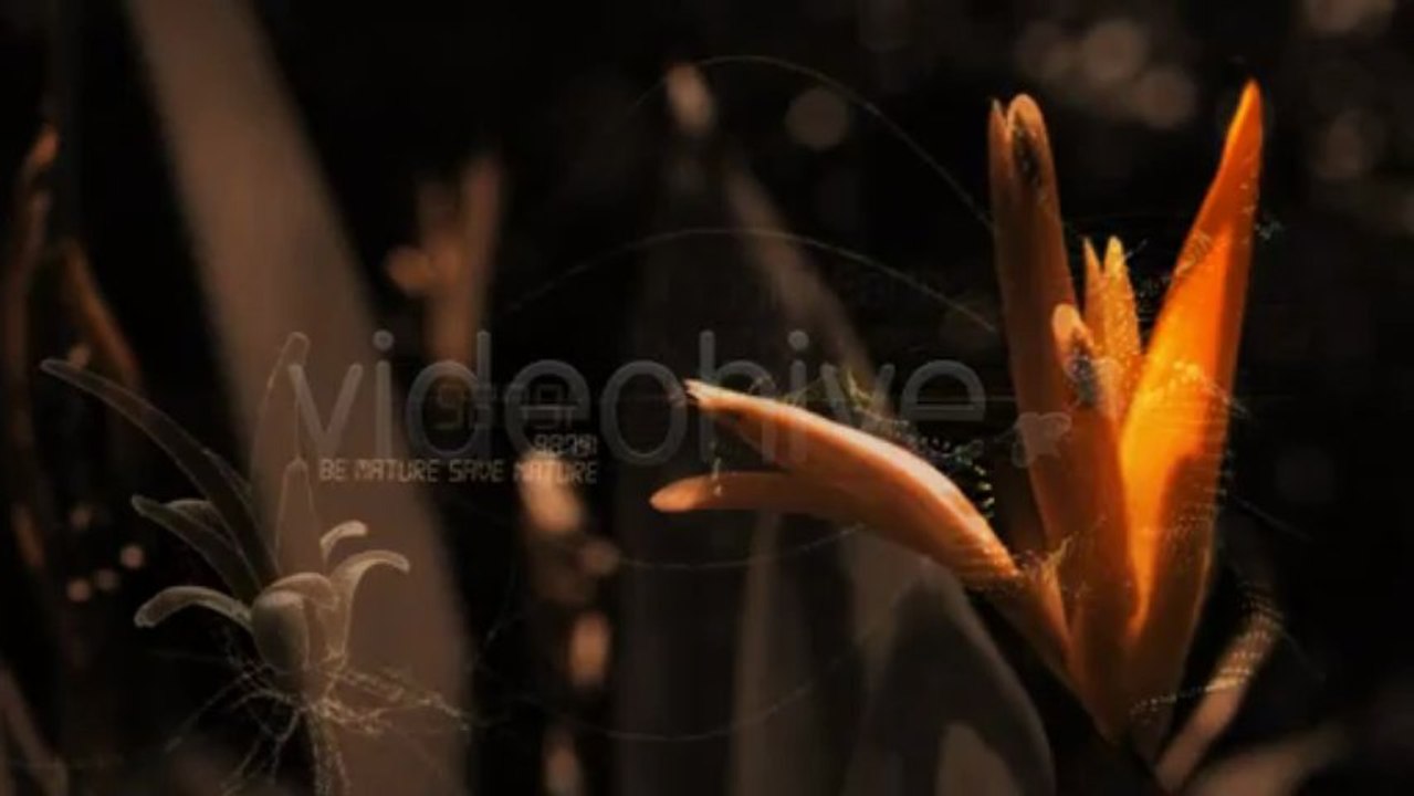 After Effects Template HD  INTRO VIDEO LOGO TRAILER     Flowers CS4