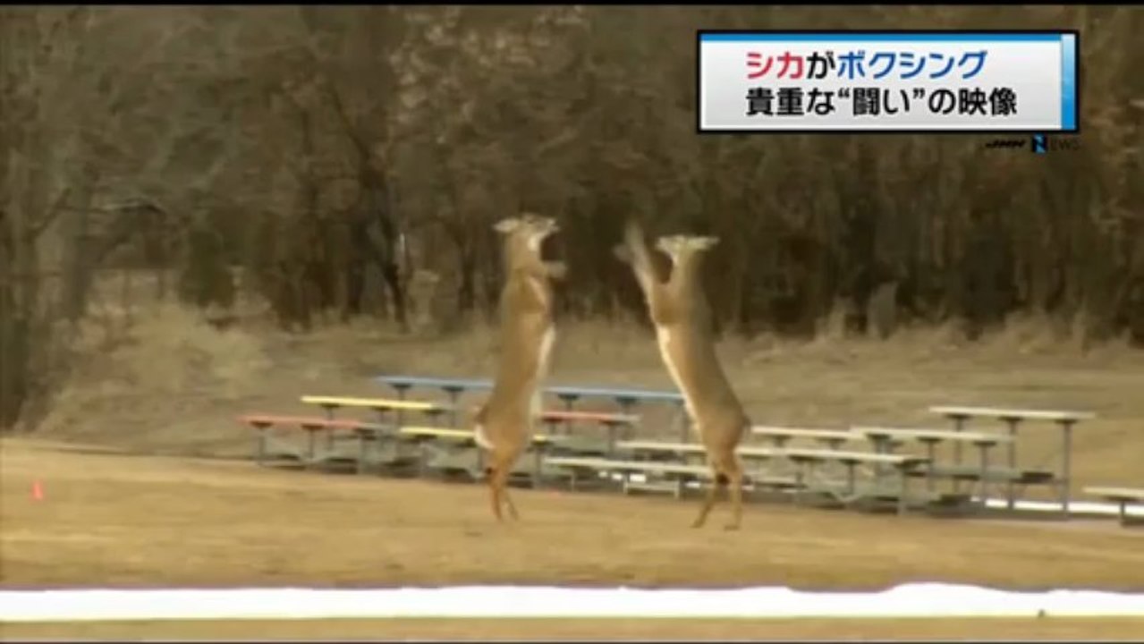 シカ